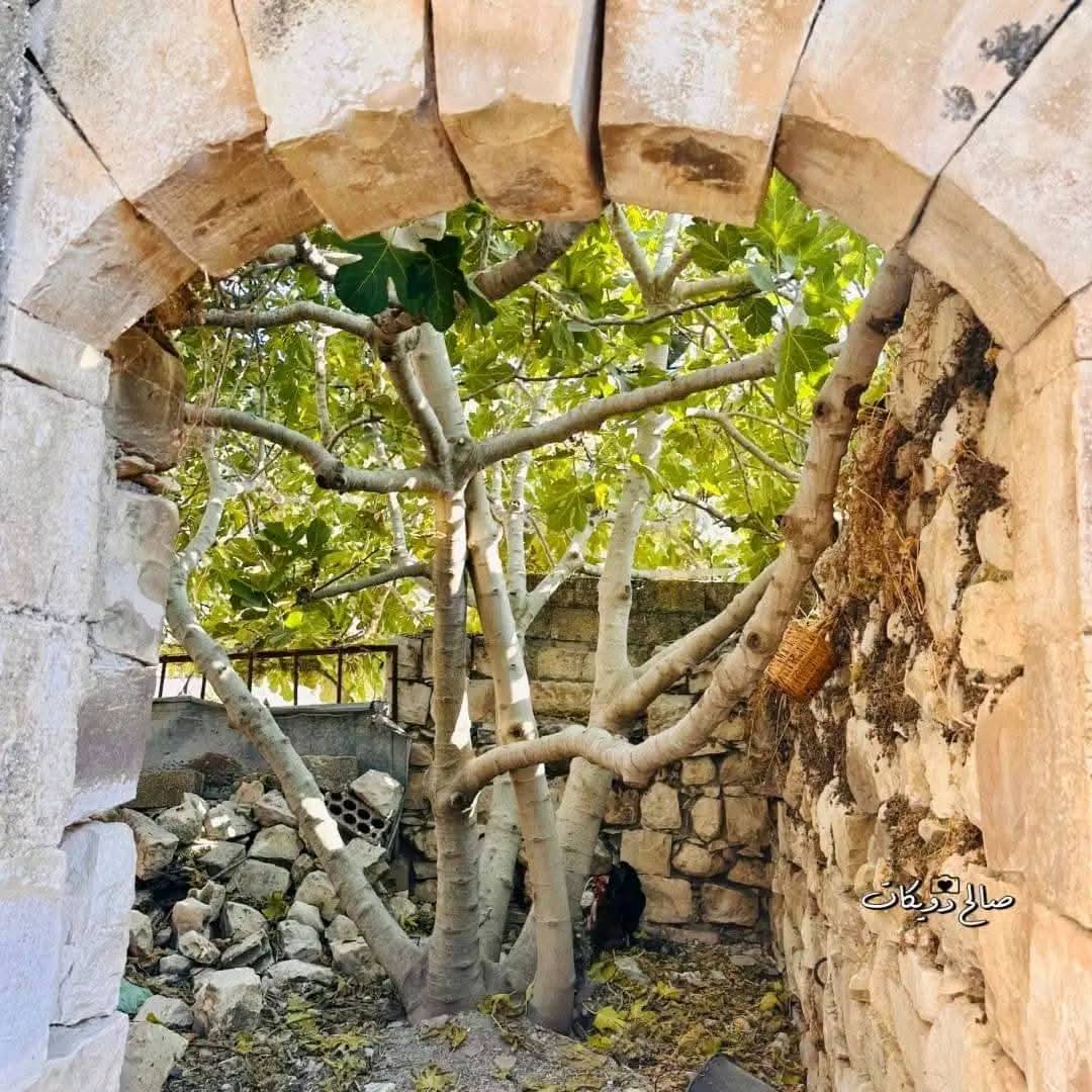 من قرية إجنسنيا شمال غرب نابلس   تصوير صالح دويكات